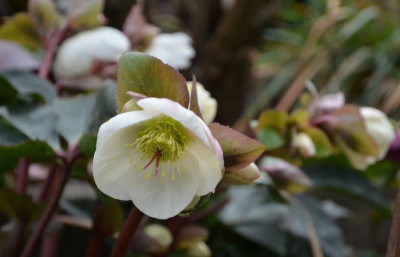 Helleborus-IceNRoses.BigWhite.20-3.jpg