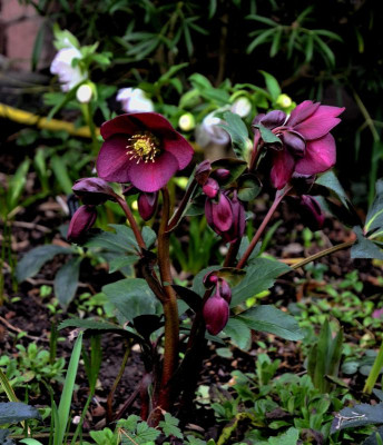 Helleborus-IceNRoses.Red.20-1.jpg