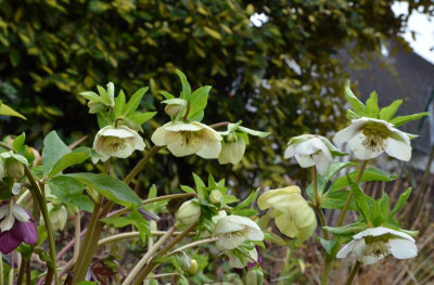 Helleborus-Sämlinge.20-5.jpg