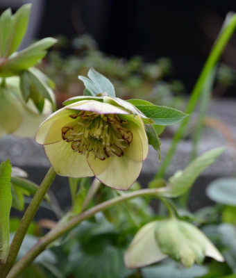 Helleborus-Dinah.20-3.jpg