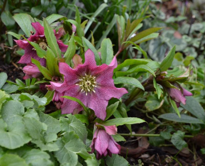 Helleborus-DoubleCrwonRose.20-2.jpg