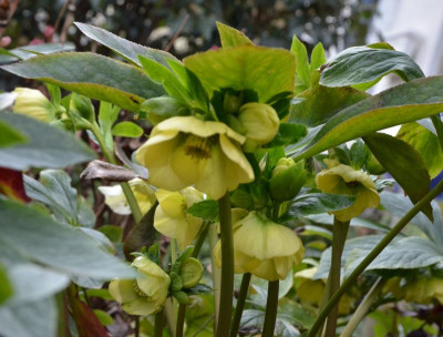 Helleborus-gelb.20-2.jpg