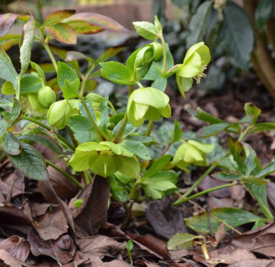 Helleborus-HarvingtonLime.20-3.jpg