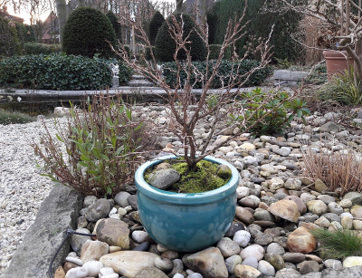 Prunus incisa.jpg