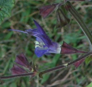 Salvia_forskaohlei_20040815_04.JPG