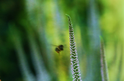 Veronicastrum_1_15-07-2007.jpg