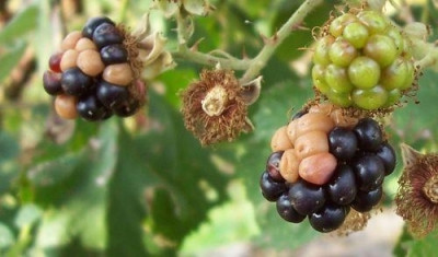000_2098_Brombeeren_mit_Wanzenbefall.jpg