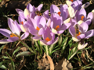 2020-02-08 Crocus.jpg