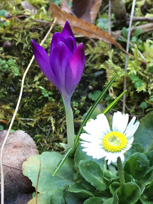 2020-02-08 Crocus +.jpg