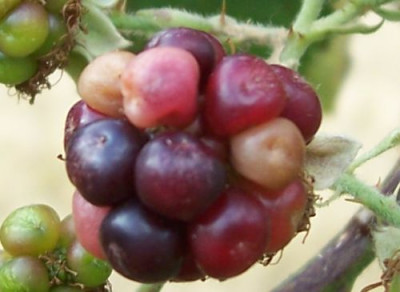 000_2099_kranke_Brombeere.jpg