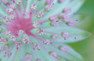 Astrantia_2_08-07-2007.jpg