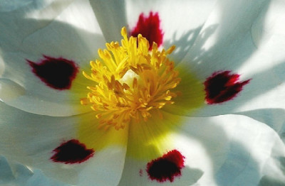 Cistus_2_19-06-2007.jpg