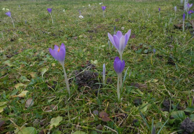 Crocus tommasianus 200208.jpg