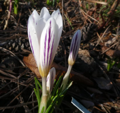 Crocus versicolor picturatus 200208.jpg
