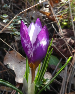 Crocus sieberi 'Hubert Edelsten' 200208.jpg
