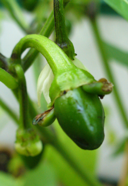 jalapeno-mit-fluegeln.jpg