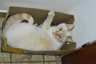 pablo in der kiste 001.JPG