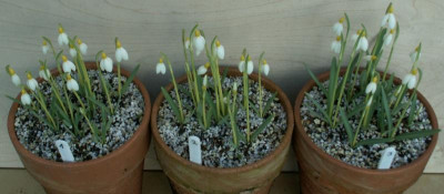 Primrose Surprise KW 6.JPG