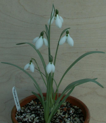 Baumarkt G. gracilis.JPG