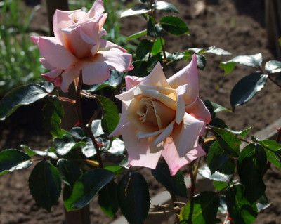 DSCF6689.JPG