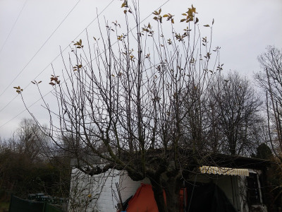 Apfel 94 201712v.jpg