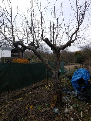Apfel 94 201712hoehle.jpg