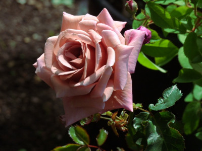 DSCF6379.JPG