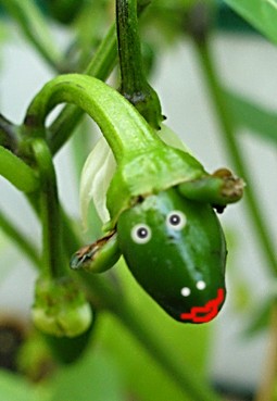 jalapeno-Mannlein_von_Nienna.jpg
