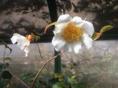 C. yunnanensis2.JPG