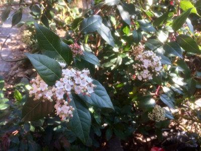 Viburnum tinus.jpg