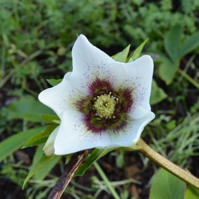 Helleborus-Sämling-weiß-rot-spotted.20-2.jpg