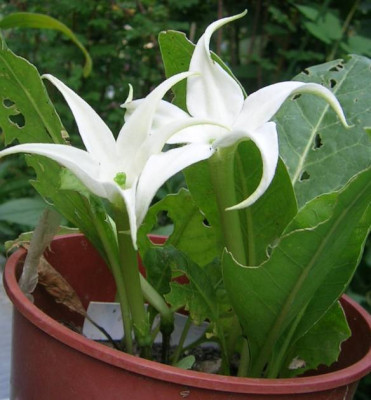 DSCN2675.jpg