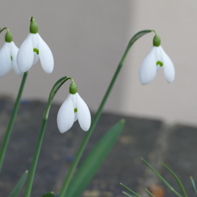 P1100447.JPG