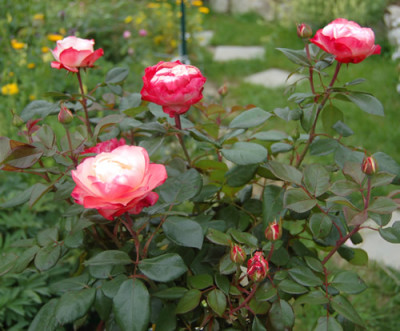 Nostalgie-Baeumchen_X0010_DSC_1705.jpg
