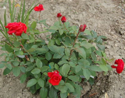 Duftwolke_X0010_DSC_1680.jpg