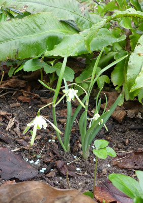 2020-02-07 Galanthus 'Walrus' 1.jpg