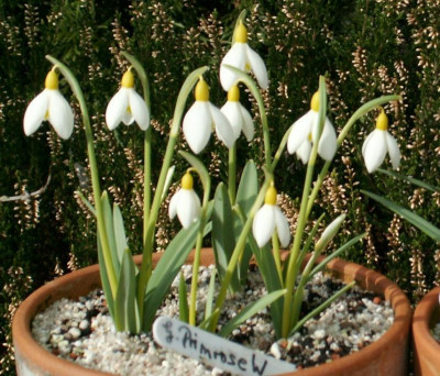Primrose Warburg.JPG