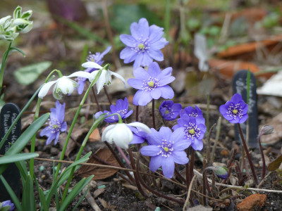 2020-02-09 Hepatica 'Blumenstadt Erfurt'.jpg