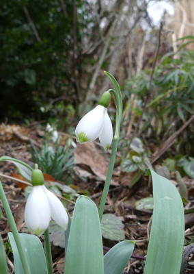 2020-02-09 Galanthus 'Beany' 1.jpg