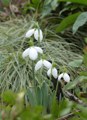 2020-02-09 Galanthus 'Fliether Glocken' 1.jpg