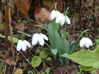 2020-02-09 Galanthus 'Godfrey Owen' 1.jpg
