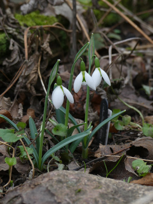 2020-02-09 Galanthus 'Green Man' 1.jpg