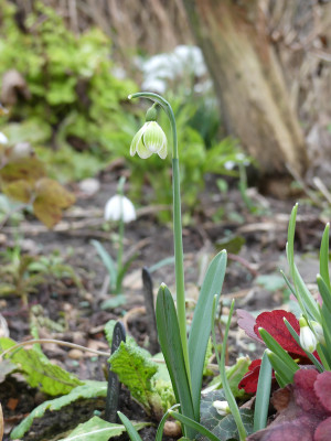 2020-02-09 Galanthus 'Green Tear' 4.jpg