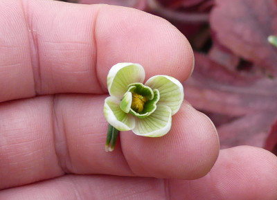 2020-02-09 Galanthus 'Green Tear' 3.jpg