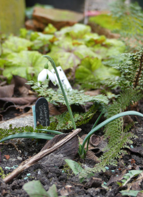 2020-02-09 Galanthus 'Greenfinch' 1.jpg