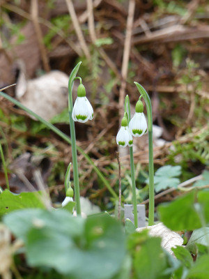 2020-02-09 Galanthus 'Josie' 1.jpg