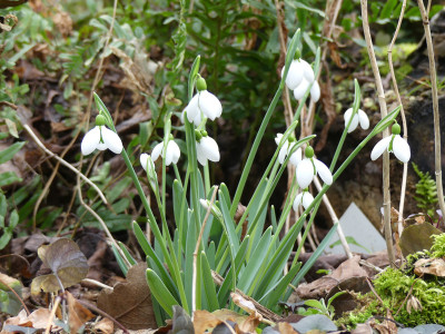 2020-02-09 Galanthus 'Merlin' 1.jpg
