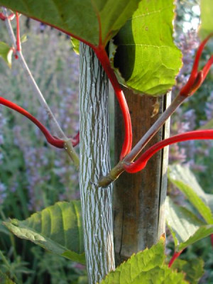 Acer_capillipes_Detail1.jpg