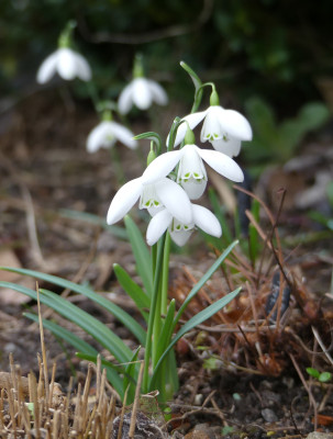 2020-02-09 Galanthus 'Mrs. Thompson' 1.jpg