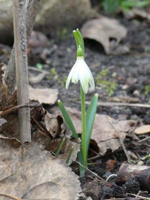 2020-02-09 Galanthus 'Shrek' 1.jpg